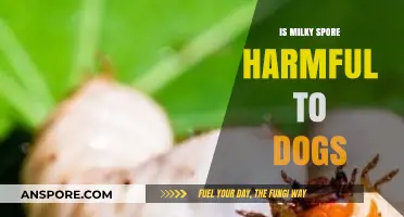 Is Milky Spore Safe for Dogs? What Pet Owners Need to Know