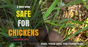 Is Milky Spore Safe for Chickens? A Comprehensive Guide