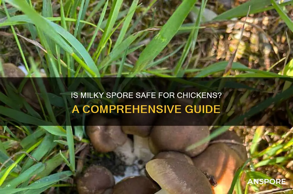 is milky spore safe for chickens