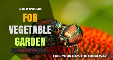 Is Milky Spore Safe for Your Vegetable Garden? A Comprehensive Guide