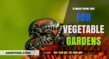 Is Milky Spore Safe for Vegetable Gardens? A Comprehensive Guide