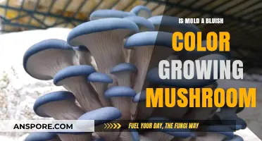 Is Mold Blue? Uncovering the Truth About Mushroom Growth and Color