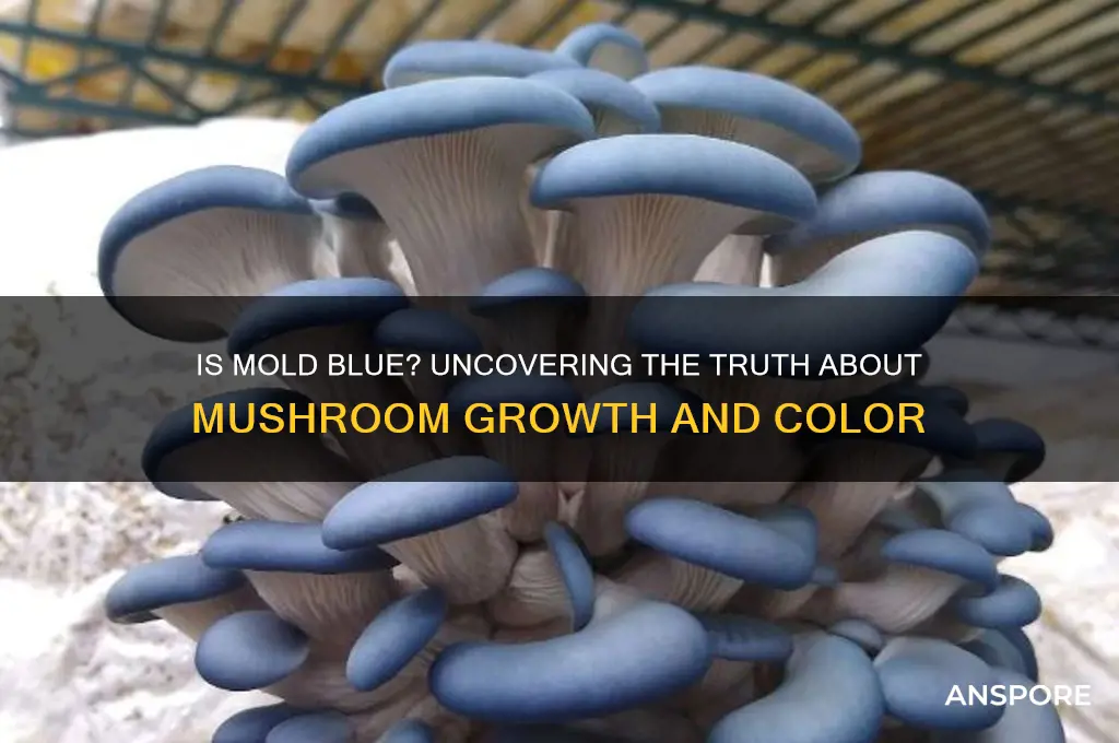 is mold a bluish color growing mushrooms