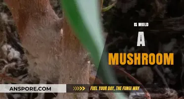 Mold and Mushrooms: What's the Difference?