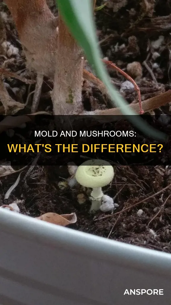 is mold a mushroom