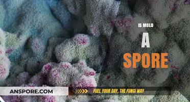 Understanding Mold: Is It a Spore or Something Else?