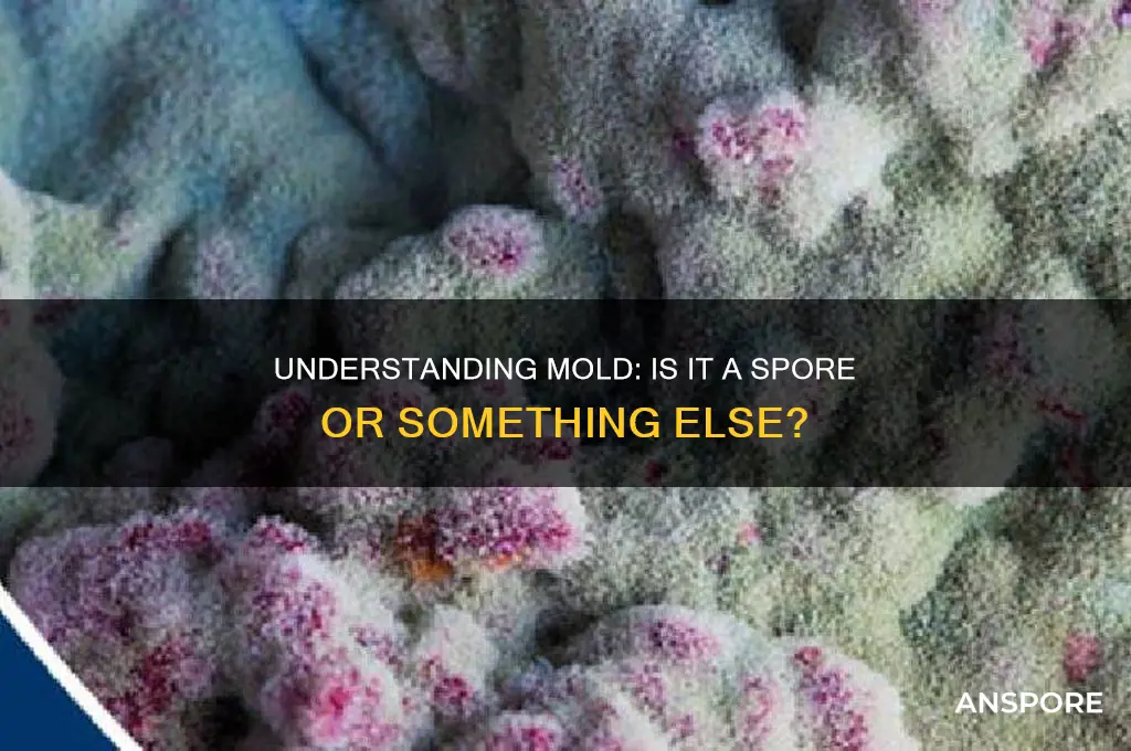 is mold a spore
