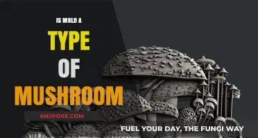 Is Mold a Mushroom? Unraveling the Fungal Confusion