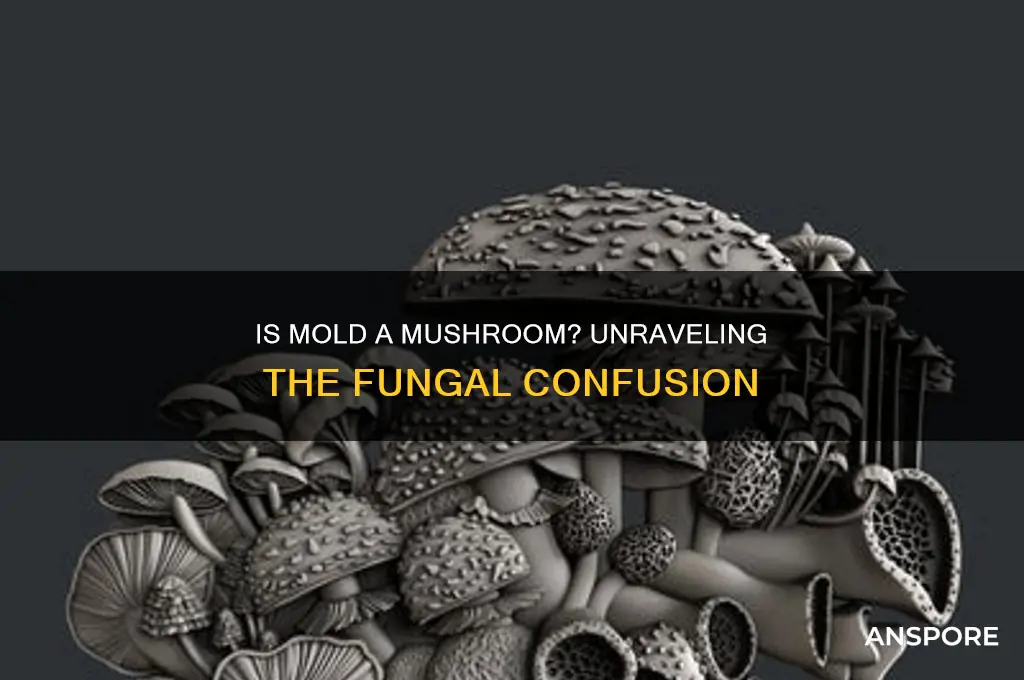 is mold a type of mushroom