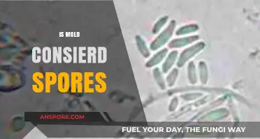 Understanding Mold: Are Spores and Mold the Same Thing?