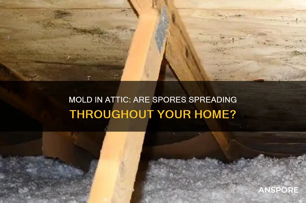 is mold in attic spores everywhere