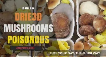 Is Mold on Dried Mushrooms Poisonous? A Safety Guide