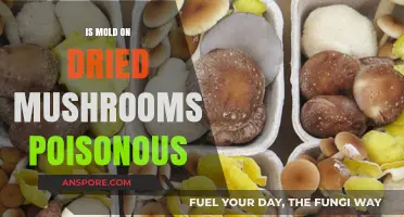 Is Mold on Dried Mushrooms Poisonous? Risks and Safety Tips