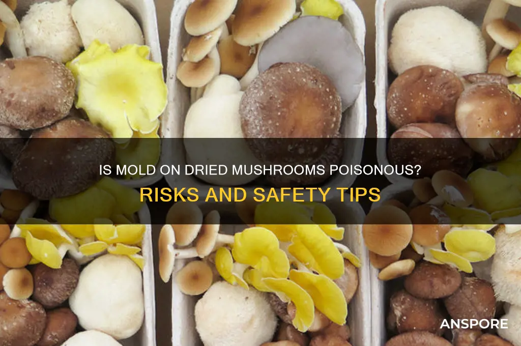 is mold on dried mushrooms poisonous