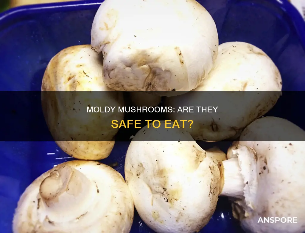 is mold on mushroom dangerous
