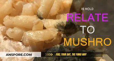 Mold and Mushrooms: What's the Link?