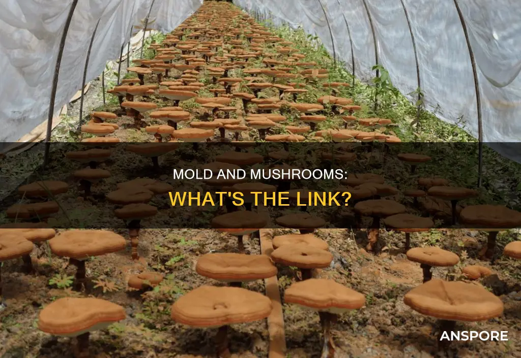 is mold related to mushrooms