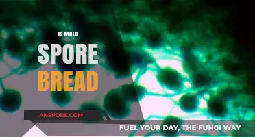 Is Mold Spore Bread Safe to Eat? Facts and Risks Explained