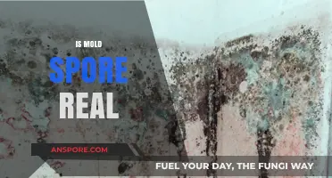 Unveiling the Truth: Are Mold Spores Real or Just a Myth?