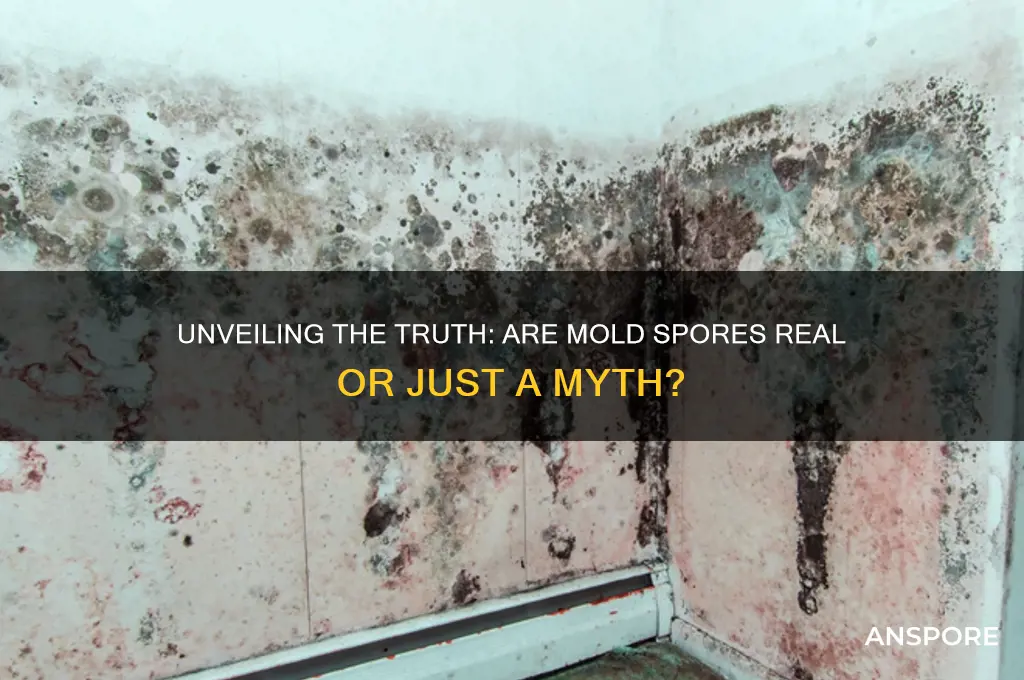 is mold spore real