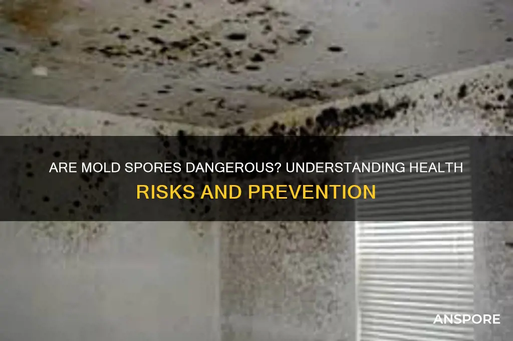 is mold spores dangerous