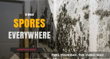 Are Mold Spores Everywhere? Uncovering the Truth About Their Ubiquity