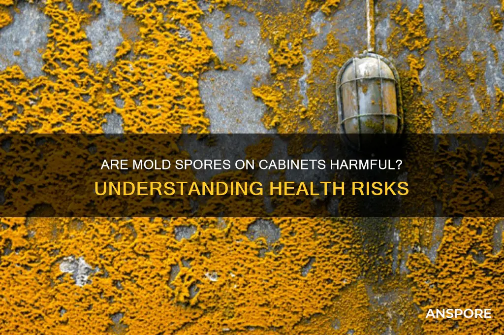 is mold spores on cabinets bad