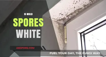 Are Mold Spores White? Uncovering the Truth About Mold Colors
