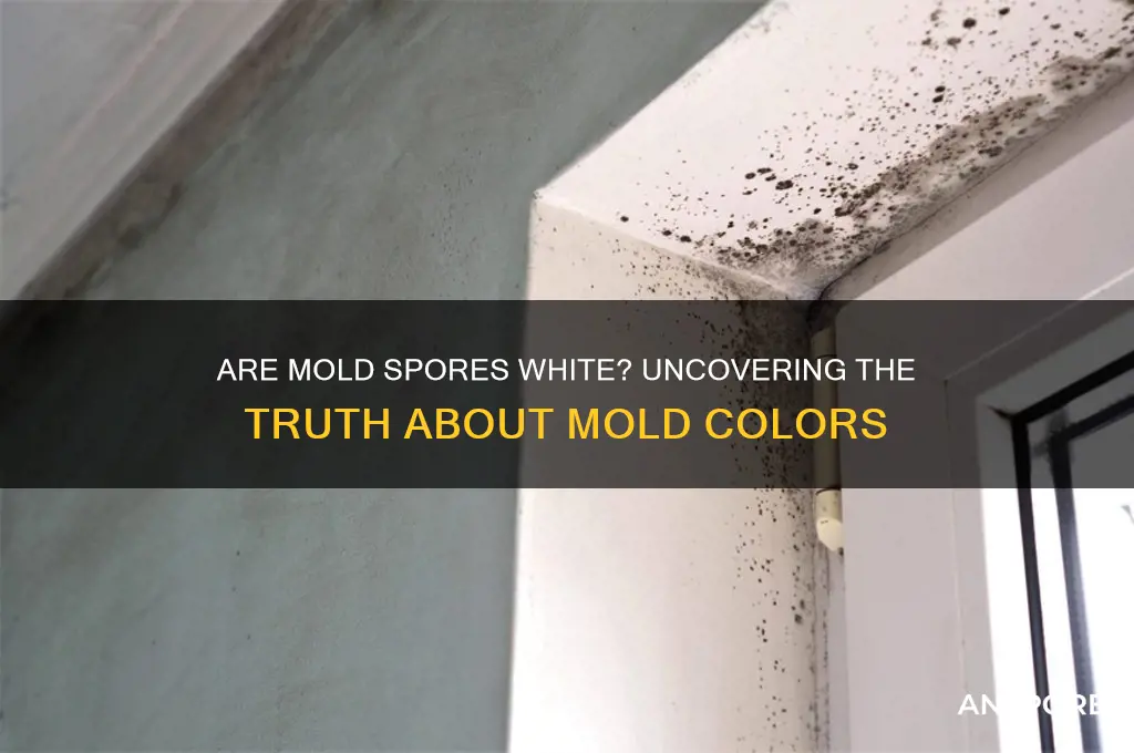 is mold spores white