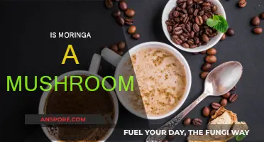 Moringa and Mushrooms: What's the Difference?