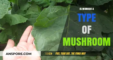 Is Morogo a Mushroom? Unraveling the Truth About This African Leafy Green