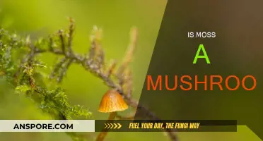Moss and Mushrooms: What's the Difference?