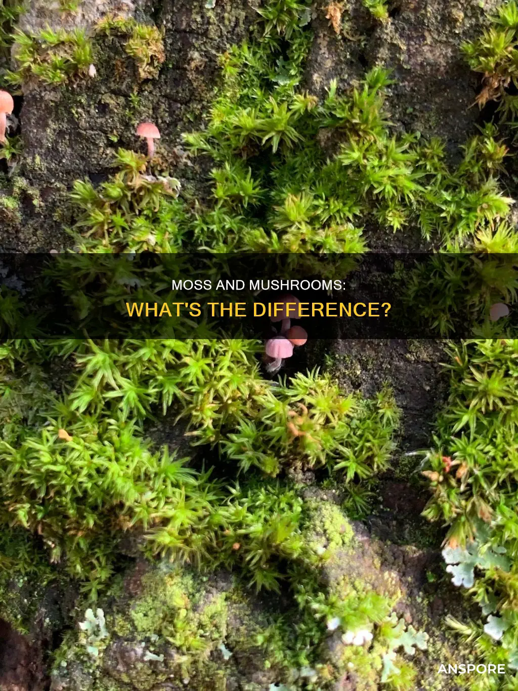 is moss a mushroom