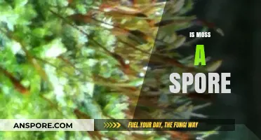 Is Moss a Spore? Unraveling the Mysteries of Moss Reproduction