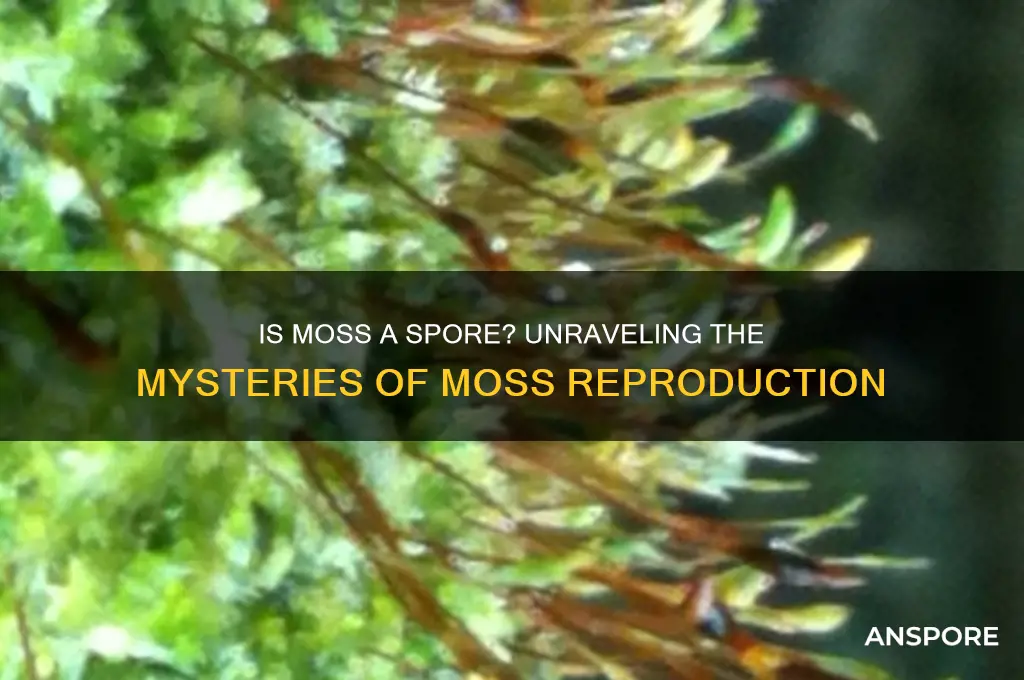 is moss a spore