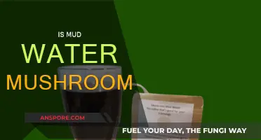 Mushrooms: Nature's Magical Mud Water Treat