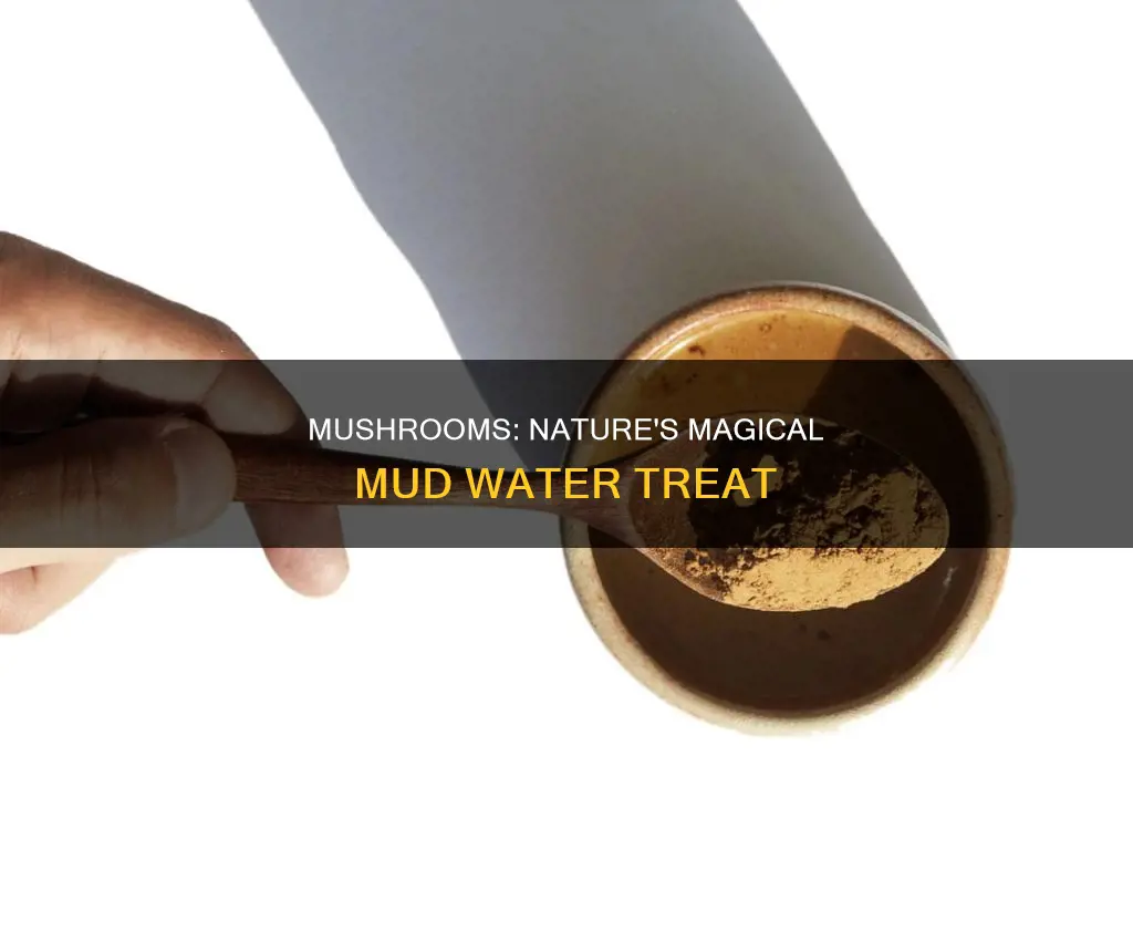 is mud water mushrooms