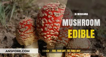 Is Amanita Muscaria Edible? Exploring Its Safety and Uses
