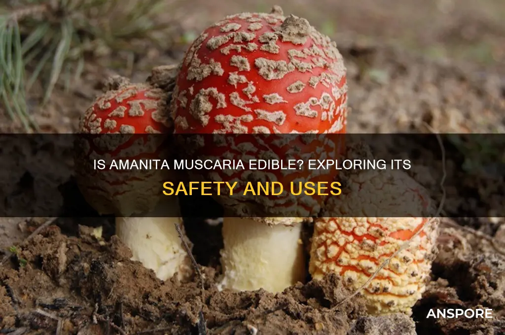 is muscaria mushroom edible