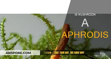 Mushroom Magic: Nature's Aphrodisiac?