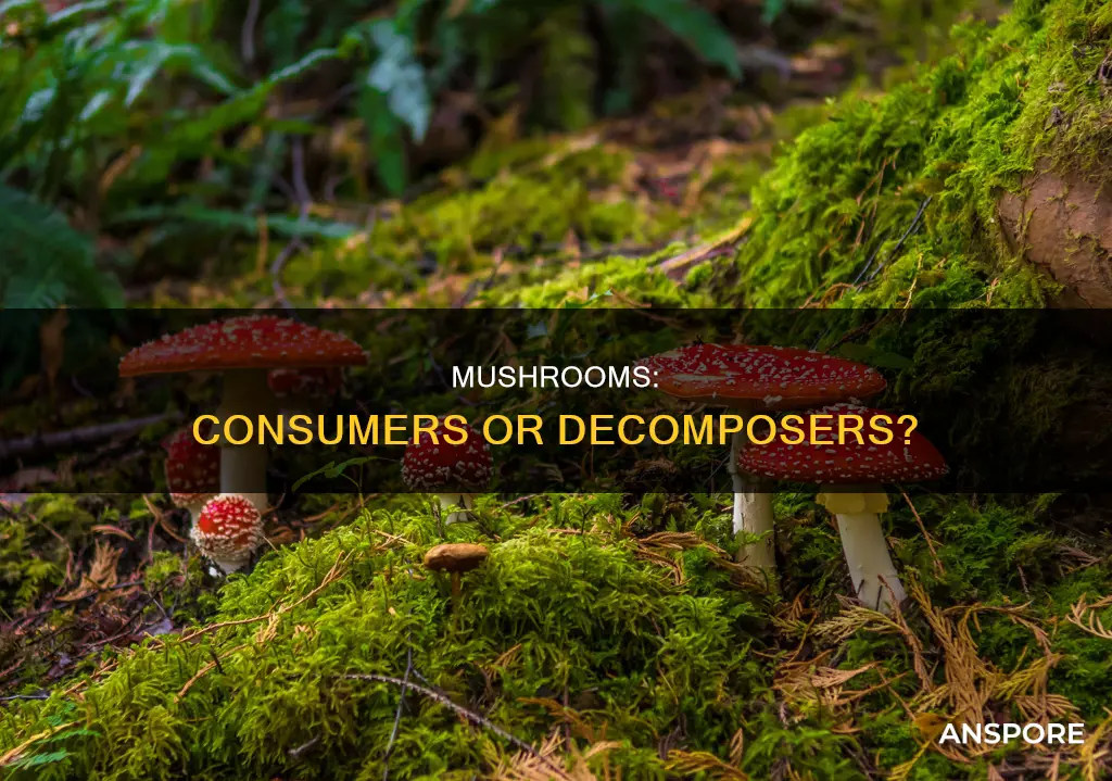is mushroom a consumer