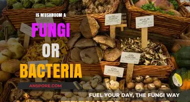 Mushrooms: Fungi or Bacteria? Unraveling the Biological Mystery