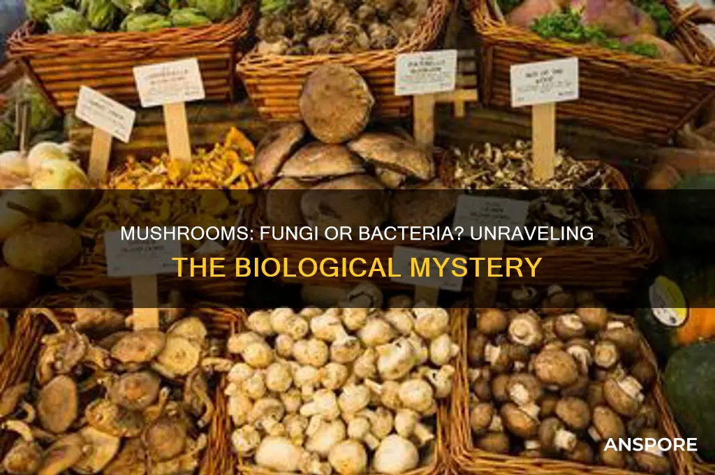 is mushroom a fungi or bacteria