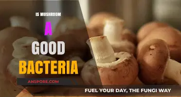 Mushrooms: Beneficial Bacteria or Fungal Friends? Unveiling Their Role in Health