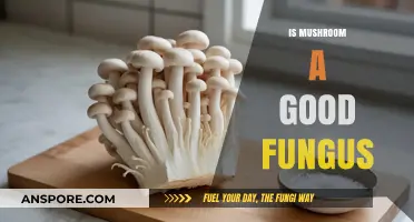 Mushrooms: Unveiling the Benefits of This Fascinating Fungus