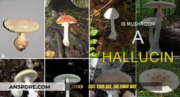 Mushrooms: Hallucinogenic or Not?