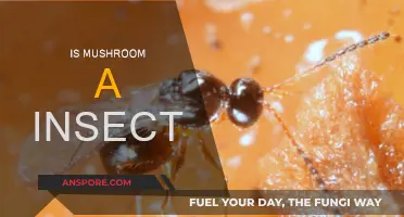 Mushrooms: Insect or Fungi?