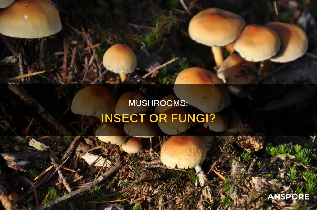 is mushroom a insect
