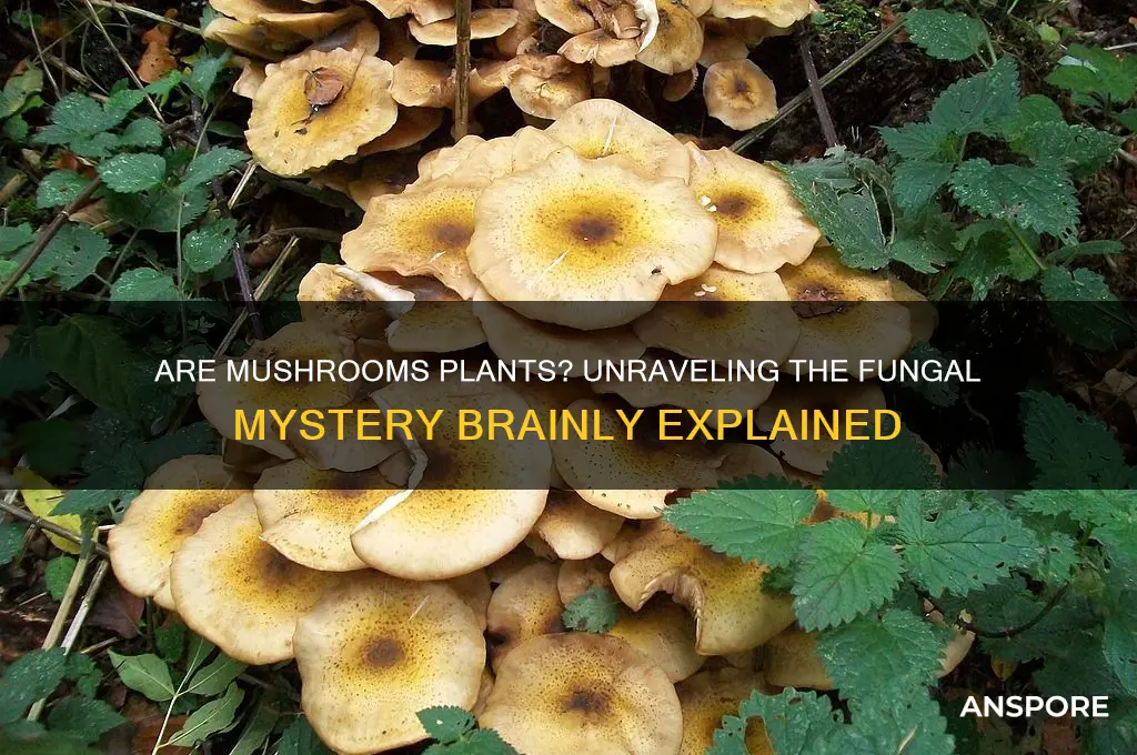 is mushroom a kind of plant brainly