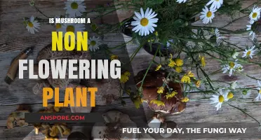 Are Mushrooms Non-Flowering Plants? Unveiling Their Unique Classification